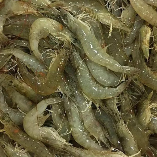 میگوی پرورشی