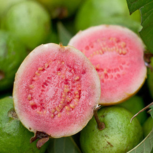گواوا